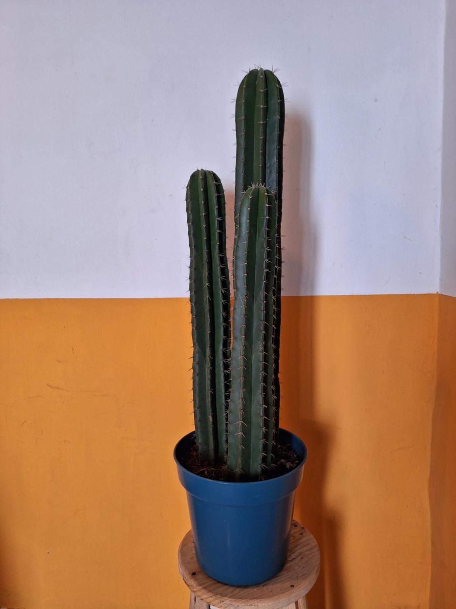 Casa Mua Hotel San Cristóbal de Las Casas Kamer foto